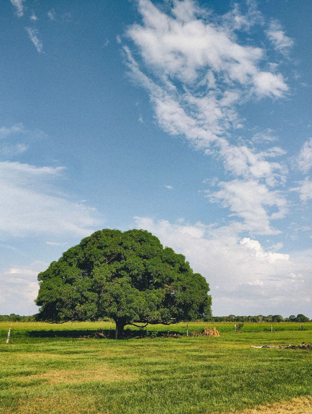 Paisaje del llano en Tame, Arauca