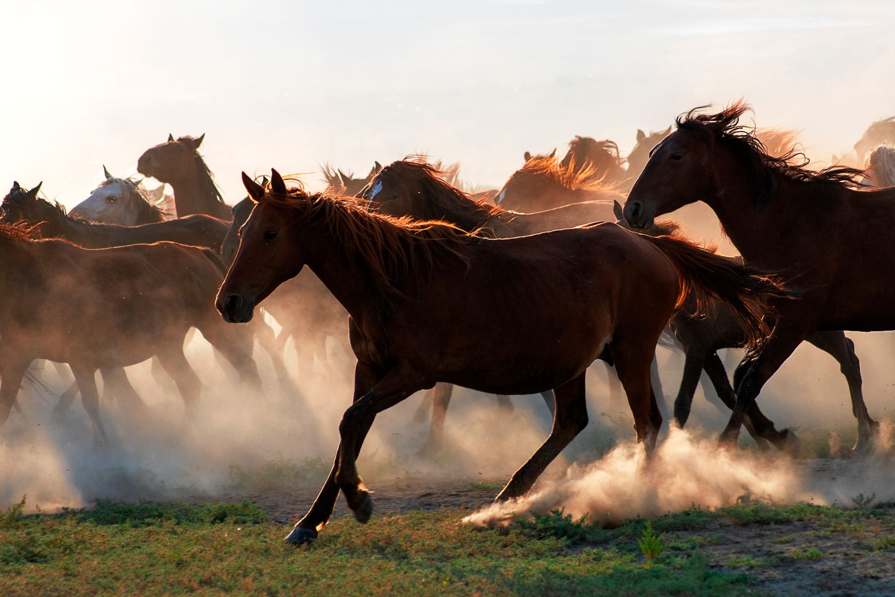 Caballos corriendo en el llano